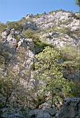Cala Sisine